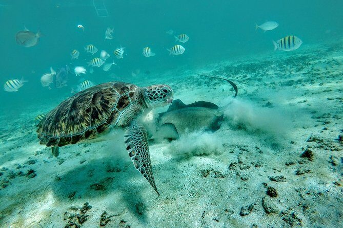 Private Cenote & Snorkeling Tour with Turtles in Akumal - Stop 1: Taak Bi Ha cenote snorkeling in a limestone cavern