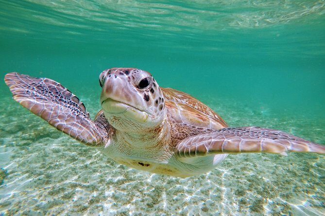 Private Cenote & Snorkeling Tour with Turtles in Akumal - Stop 2: Akumal Bay turtle snorkeling, plus tips to spot more
