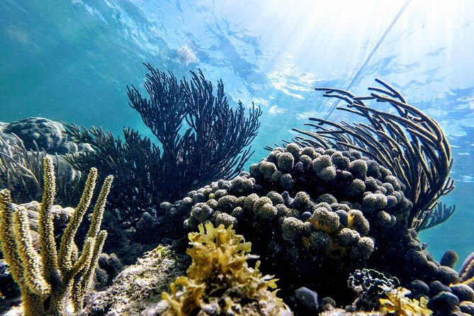 Private Cenote & Snorkeling Tour with Turtles in Akumal - Lunch after the water: what’s included and what to expect