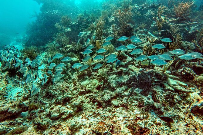 Private Cenote & Snorkeling Tour with Turtles in Akumal - Price and value: what $180 really buys you