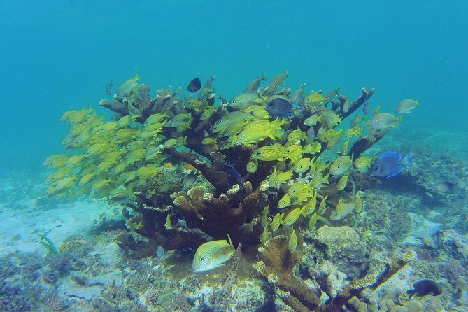 Private Escape: Isla Contoy & Isla Mujeres with Snorkeling - Beach lunch on Contoy: tikin xi and drinks at the right moment