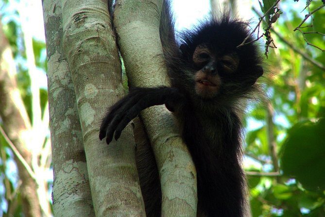 Private - Mayan Inland Expedition - Coba Ruins, Punta Laguna and Mayan family - Punta Laguna nature reserve: monkeys, lagoon canoeing, zipline time