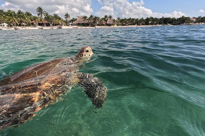 Private Snorkeling with Sea Turtles in Akumal Beach - Green Turtles in Akumal Bay, but Make It Private
