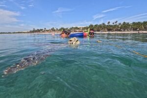 Private Snorkeling with Sea Turtles in Akumal Beach - The 1 km Circuit: Why the Time Limit Can Be a Good Thing