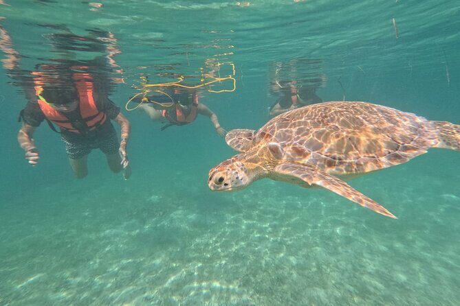 Private Snorkeling with Sea Turtles in Akumal Beach - What Happens During the Open-Ocean Swim