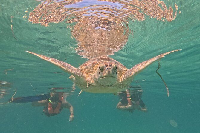 Private Snorkeling with Sea Turtles in Akumal Beach - Safety First (Without Killing the Fun)