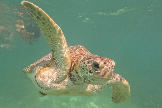 Private Snorkeling with Sea Turtles in Akumal Beach - Darwin and Marlene: The Difference Between Watching and Experiencing