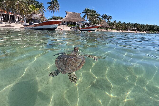 Private Snorkeling with Sea Turtles in Akumal Beach - Price and Value: Is $65.57 Worth It?