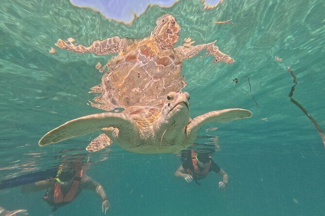 Private Snorkeling with Sea Turtles in Akumal Beach - Photo and Video: GoPro Memories You Can Actually Use