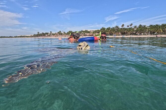 Private Snorkeling with Sea Turtles in Akumal Beach - The 1 km Circuit: Why the Time Limit Can Be a Good Thing