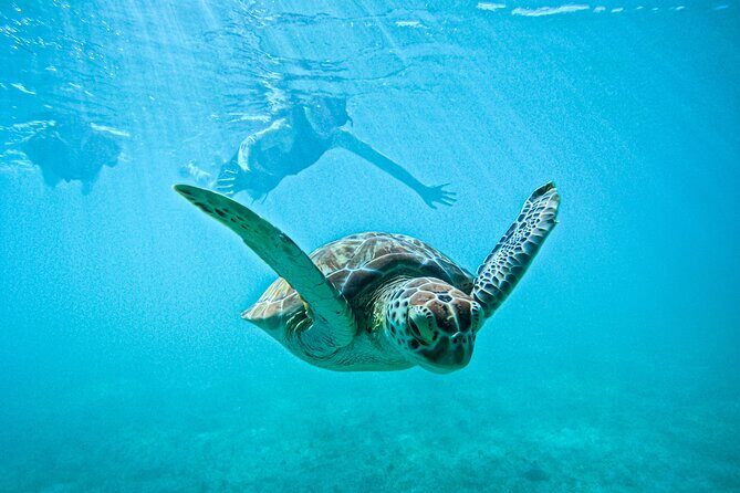 "Private snorkeling with turtles in Akumal + Photos included" - Key moments that make this Akumal turtle snorkeling worth it