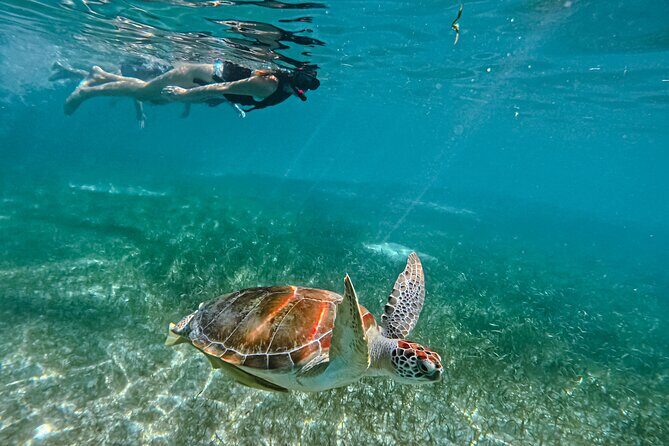 "Private snorkeling with turtles in Akumal + Photos included" - Arriving at Akumal: the easy part is taken care of