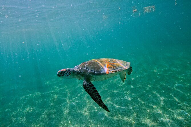 "Private snorkeling with turtles in Akumal + Photos included" - Photos in the water: instant memories without the hassle