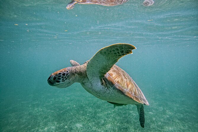 "Private snorkeling with turtles in Akumal + Photos included" - Value check: what you’re really paying for