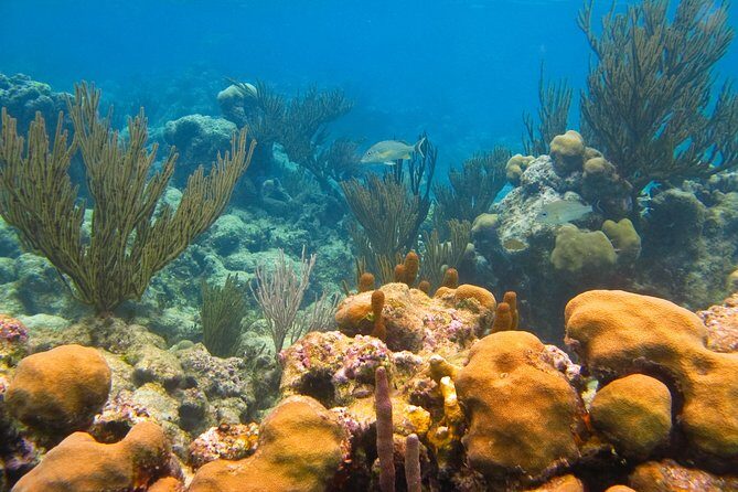 Private swiming with Turtles in Akumal - Guide Styles That Make the Difference: Sofía, Diego, Luisa, and César