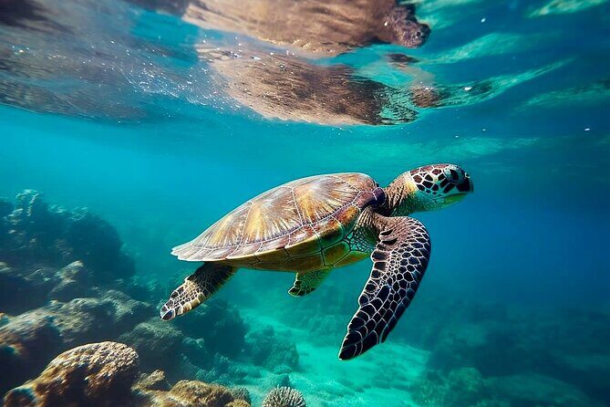 Private Tour Tulum Tortugas Cenote Beach All Inclusive - Key Things You’ll Notice on This Private Tour