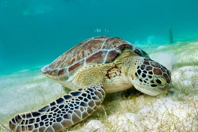 Private Tour Tulum Tortugas Cenote Beach All Inclusive - Getting picked up from Playa del Carmen (and why Cancun costs more)