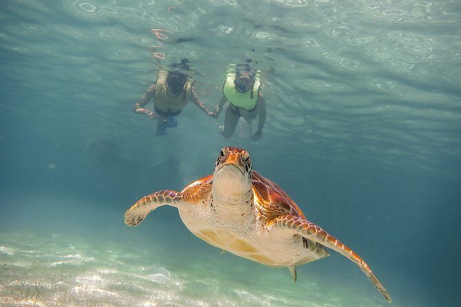 Private Turtles & Cenotes Adventure - Why this private half-day is perfect for tight schedules