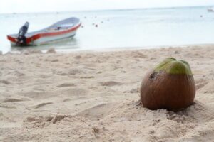 Private Turtles & Cenotes Adventure - Getting from Playa del Carmen to Puerto Aventuras without the headache