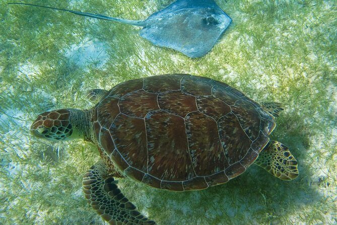 Private Turtles & Cenotes Adventure - Turtle Bay snorkeling: the morning’s main event (and the turtles part)