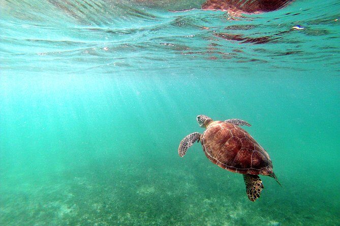 Private Turtles & Cenotes Adventure - Price and value: what $310 per person really buys