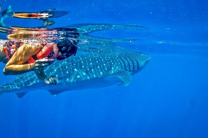 Private Whale Shark All Inclusive Experience - Mayan Coral Reef snorkeling: the part that makes your day feel like more than one animal encounter