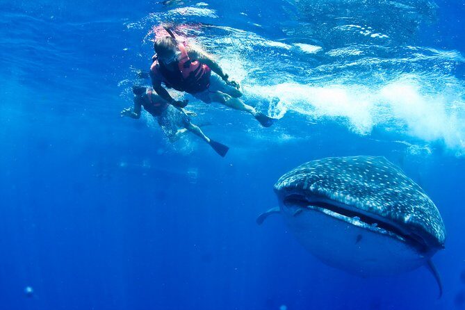 Private Whale Shark All Inclusive Experience - Boat ride to the whale shark area: comfort, timing, and crew positioning