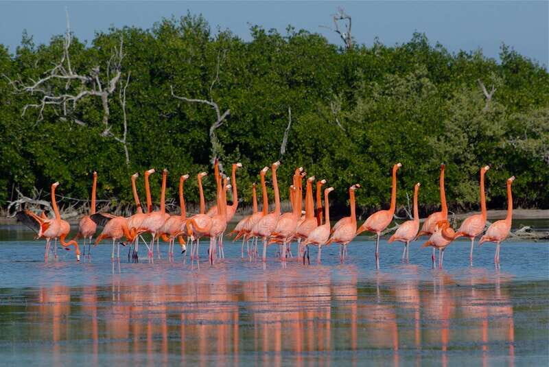 Riviera Maya: Rio Lagartos & Las Coloradas Day Trip w/Lunch - Key highlights you should care about