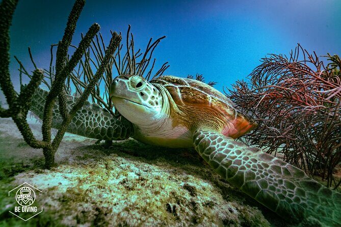 Scuba Diving in Cozumel Island - Key Things That Make This Cozumel Reef Day Worth Your Time