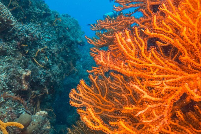 Scuba Diving in Cozumel Island - Cozumel’s Reef Reputation: Why This Reef Day Feels Special