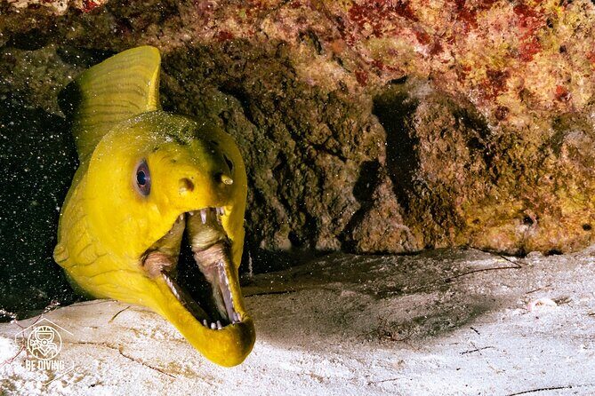 Scuba Diving in Cozumel Island - Two Underwater Sessions, Not One: What the Timing Really Means