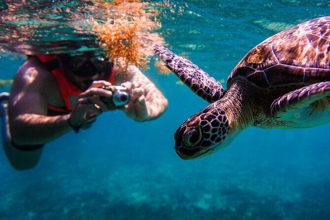 Sea turtle and cenotes half day Snorkeling Tour from Riviera Maya - Sea turtle plus cenotes: what you’re really buying