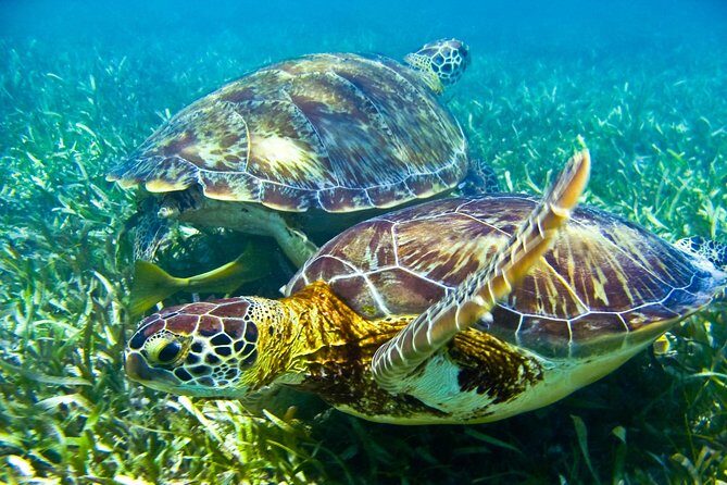 Sea turtle and cenotes half day Snorkeling Tour from Riviera Maya - Tulum Beach snorkeling: turtles, ruins, and small-boat access