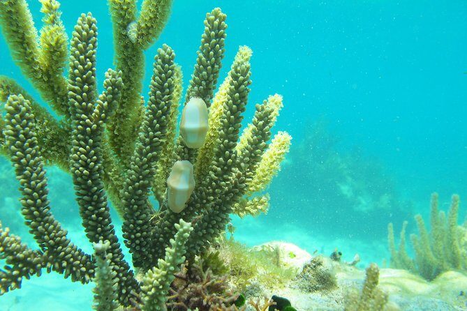 Sea turtle and cenotes half day Snorkeling Tour from Riviera Maya - Guides and group size: where the tour gets good