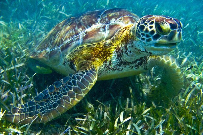 Sea turtle and cenotes half day Snorkeling Tour from Riviera Maya - What to bring so you don’t hate the last 30 minutes