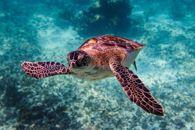 Sea turtle and cenotes half day Snorkeling Tour from Riviera Maya - Sea conditions and boat feel: when this tour is easy and when it isn’t
