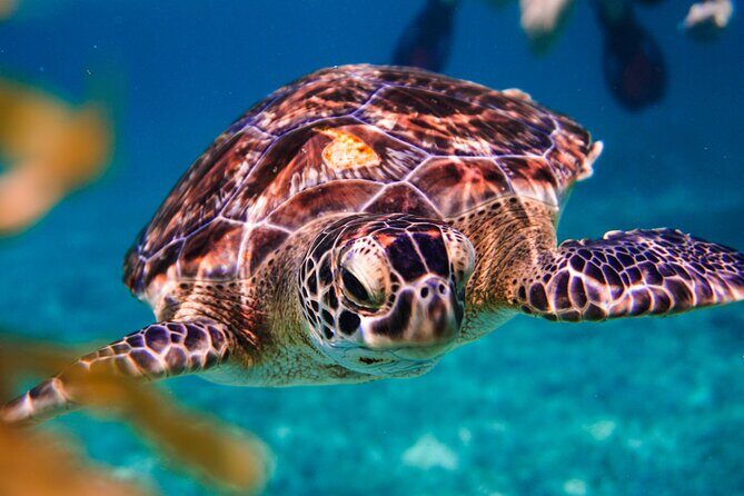 Sea turtle and cenotes half day Snorkeling Tour from Riviera Maya - Timing and the van ride reality from Playa del Carmen