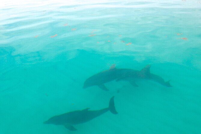 Sian Ka'an Boat Experience from Riviera Maya to Tulum - Mangroves, the reserve briefing, and why it changes how you see the water