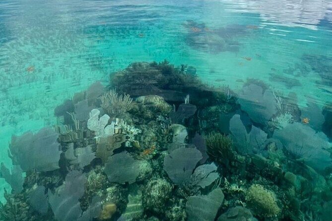 Sian Ka'an Boat Experience from Riviera Maya to Tulum - Snorkeling the reef and bathing in the natural pool