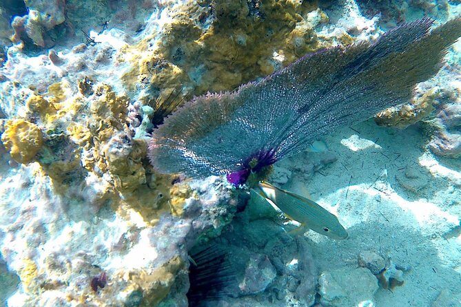 SkyReef Cozumel Snorkel & Tequila Tasting - Tequila tasting: what you get, what it costs, and how to tip