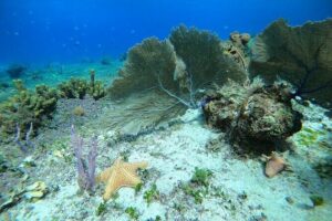 Snorkel along the coast, explore two reefs by Chivis del Mar - How the 1.5-hour plan keeps things moving
