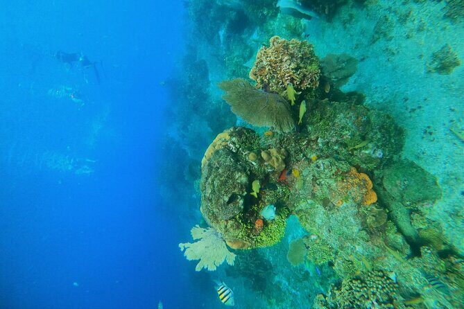 Snorkel along the coast, explore two reefs by Chivis del Mar - Dzul-Ha Reef: coral, sea life, and souvenir moments