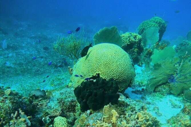 Snorkel along the coast, explore two reefs by Chivis del Mar - Drinks, fruit, and the small extras that affect your final cost