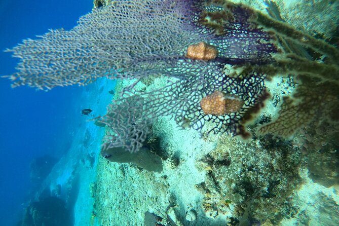 Snorkel along the coast, explore two reefs by Chivis del Mar - Who should book this Cozumel reef trip