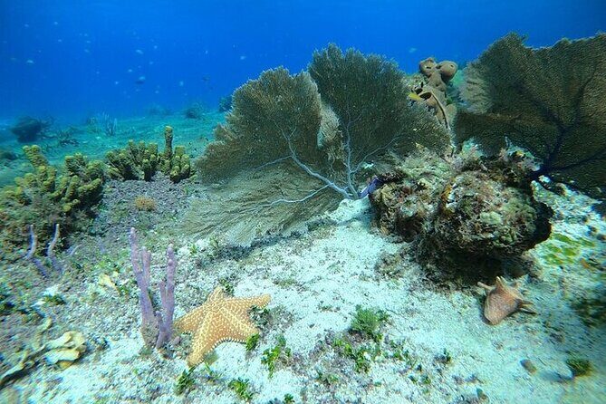 Snorkel along the coast, explore two reefs by Chivis del Mar - How the 1.5-hour plan keeps things moving