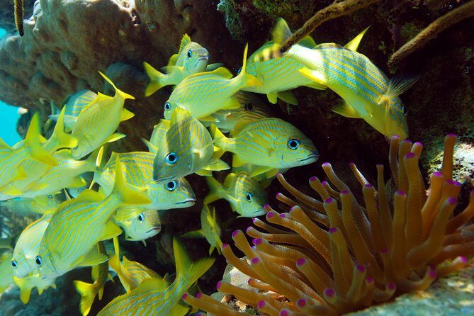 Snorkel Xtreme Cancun - Early Start in Cancun: 7:00 AM Pickup and a 14-Person Limit