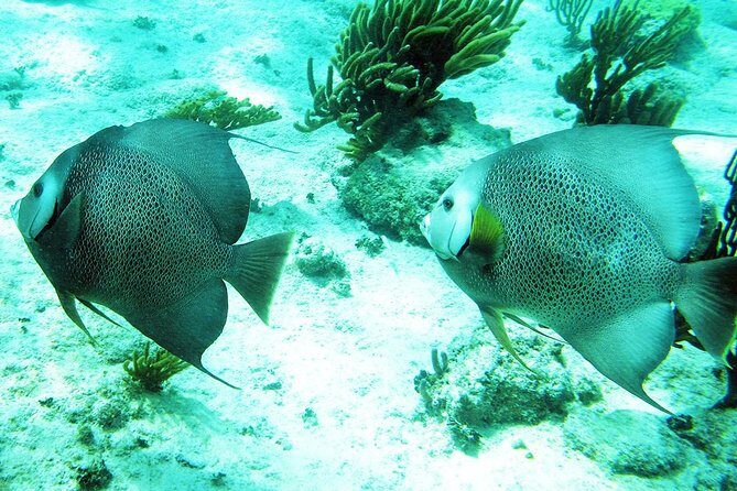 Snorkeling with Caribbean fish and private cenote exploration - Tulum archaeological site: a quick look above ground