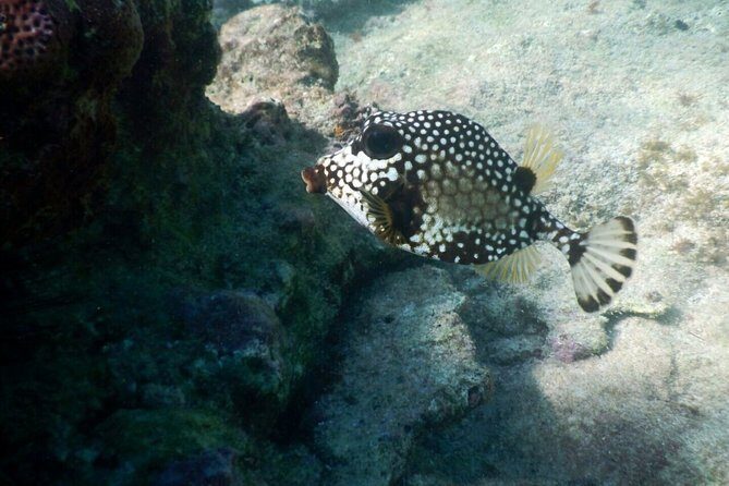 Snorkeling with Caribbean fish and private cenote exploration - Gear, lunch, and the guides who set the tone