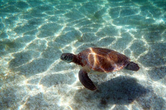 Snorkeling with Caribbean fish and private cenote exploration - Price and value: is $169 fair for this mix?
