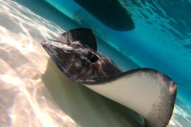 Starfish, Stingrays and the Turtle Sanctuary Snorkel Tour - Stop by stop: what you’ll likely see at each named area